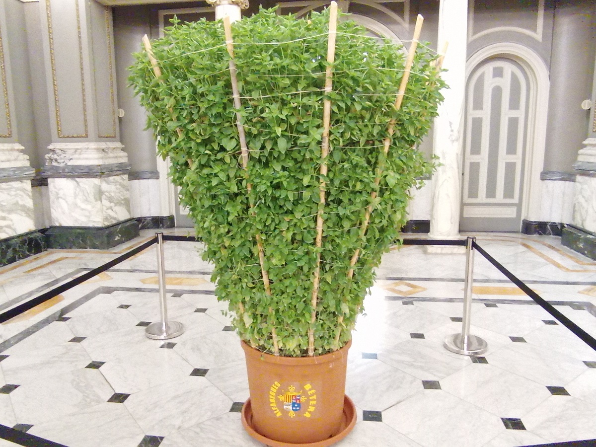 Alfàbega de Bétera en el Salón de Cristal del Ayuntamiento de Valencia